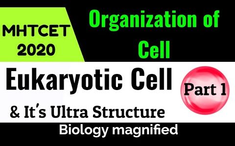 Eukaryotic Cell & It's Ultrastructure- 11th Biology Quick Revision for MHTCET | Organization of Cell