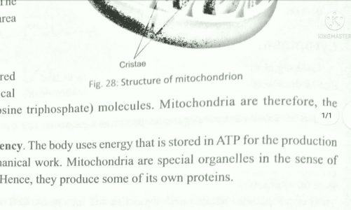 Biology class 9 Mitochondria and Plastids