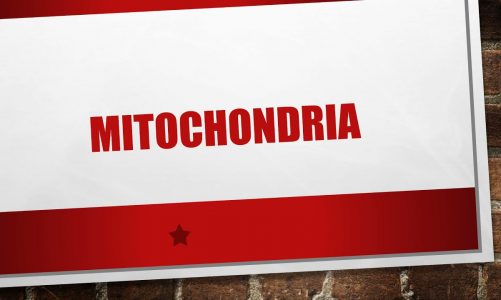 Mitochondria-The Power House Of Cell