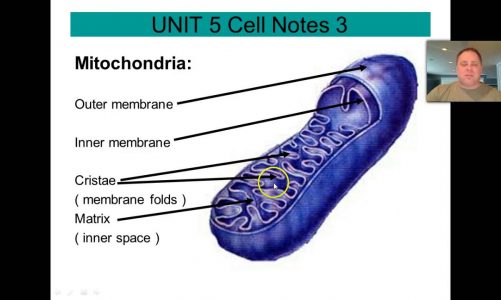 Organelle Review