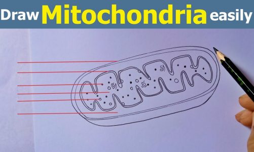 how to draw mitochondria in easy method, how to draw mitochondria in easy way, [MITOCHONDRIA]