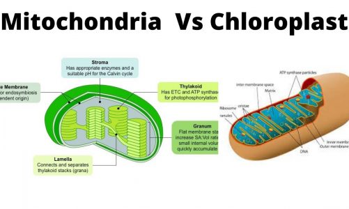 10 Differences Between Mitochondria and Chloroplast