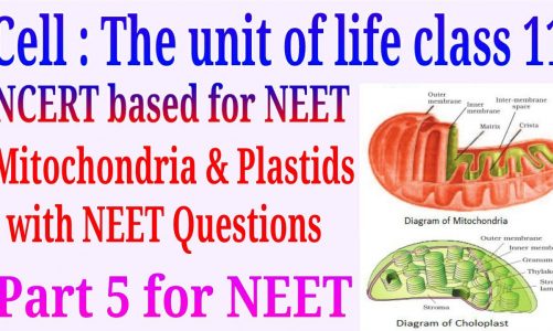 Cell the unit of life class 11 ncert Mitochondria and Plastid part 5 with neet mcq
