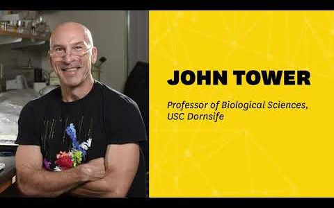 Professor John Tower: the roles of sex differences and mitochondria on aging