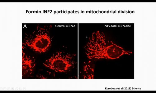 Novel Roles of Actin Cytoskeleton on Mitochondrial Dynamics & Homeostasis