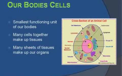 Mitochondrial: Our Bodies Power Plants