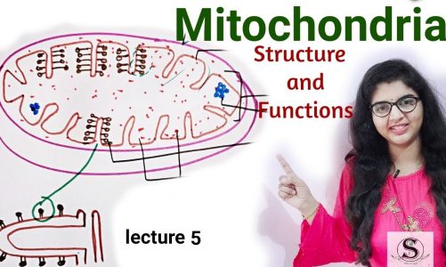 Mitochondria / Cell Organelles/ Mitochondria structure and functions in Hindi