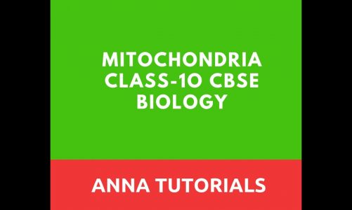 Mitochondria |Power house of cell |Power house of cell |Anna Tutorial