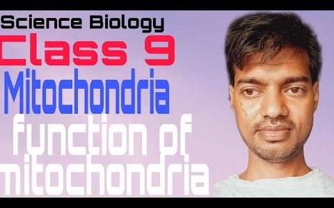 function of mitochondria class 9 science biology