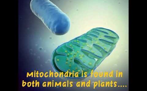 cl 9: mitochondria ( biology) by shefa eraqhaan