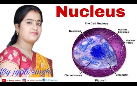 Nucleus||Chromosomes||Chromatin||Nucleolus||Histone protein||DNA||