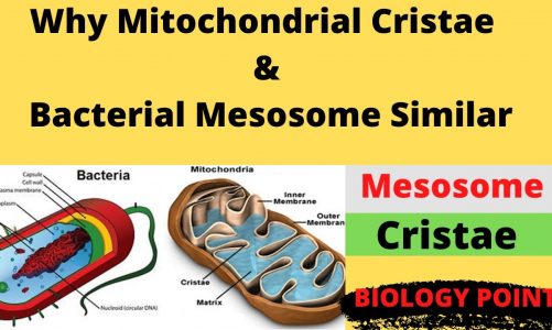 Why Mitochondrial Cristae & Bacterial Mesosome Similar || Similarity between Mesosome & Mitochondria