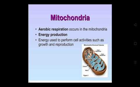Mitochondria || Function of Mitochondria || What's Mitochondria ||
