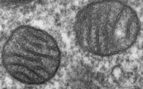 Mitochondrial intermembrane space | Wikipedia audio article