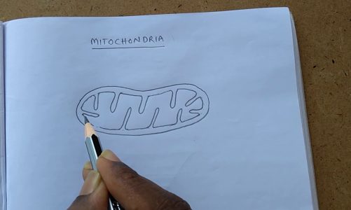 Mitochondria – easy drawing