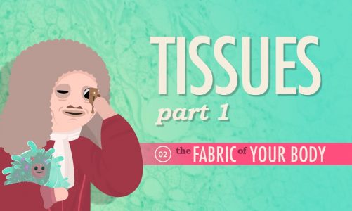 Tissues, Part 1: Crash Course A&P #2