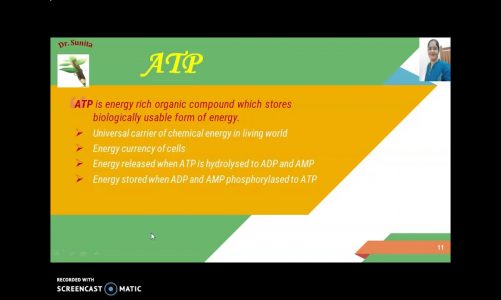 ATP & Mitochondria