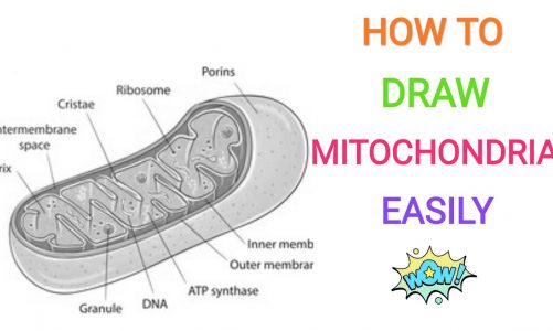 How to draw mitochondria | Diagram | Easy and well labelled diagram |NCERT | Power house of the cell