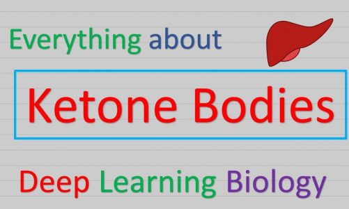Ketone bodies