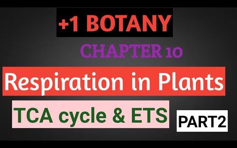 +1 BOTANY/ CHAPTER 10/ PART2/TCA CYCLE AND ETS/ FOCUS AREA