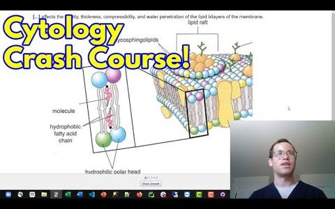Crash Course in Cytology – The Structure of the Human Cell