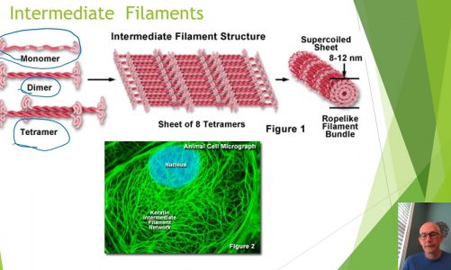 Cellular Structures Part II Video