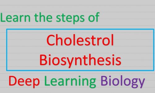Biosynthesis of Cholestrol