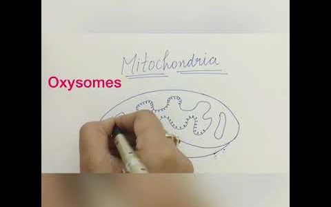 HOW TO DRAW A DIAGRAM OF MITOCHONDRIA # MITOCHONDRIA #DIAGRAM#STRUCTURE