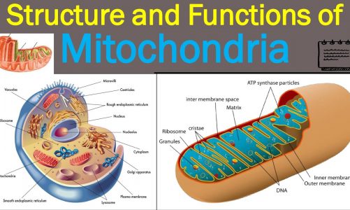 Mitochondria | Mitochondria Structure |  Functions of Mitochondria | Power House of Cell