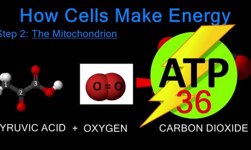 How Cells Make Energy – Step 2: The Mitochondrion