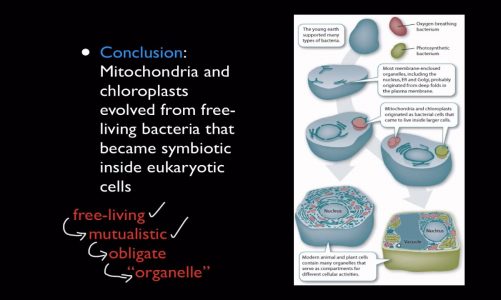 2013 Mitochondria & Chloroplast