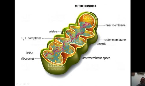 mitochondria 1 MBBS,BDS dr Anwaar