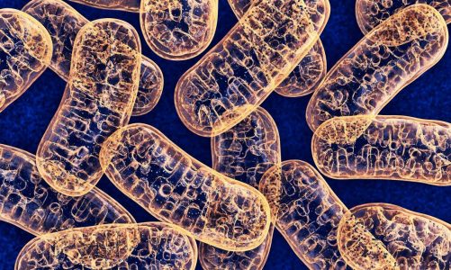 How to Optimize Mitochondria