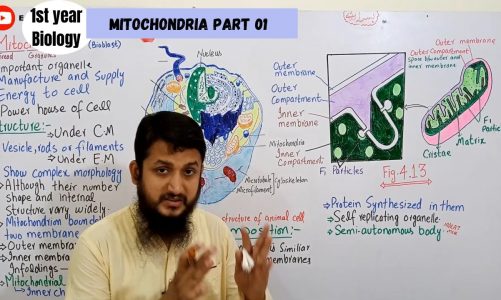 Mitochondria Part 01| Lec#19 | 1st year, 9th biology urdu/hindi lecture/MDCAT lecture |Ch#04