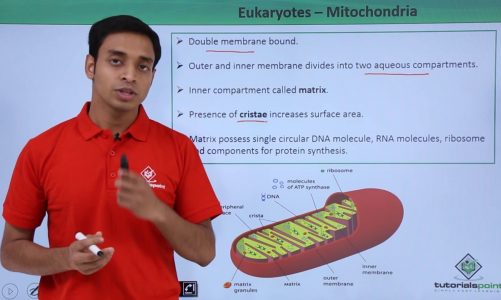 Eukaryotes – Mitochondria