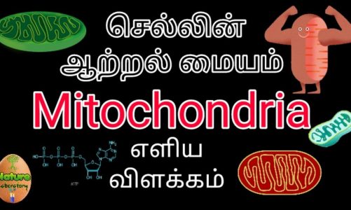 Mitochondria simple explanation Tamil | Cell Biology Tamil | Genitics tamil | DNA Tamil | Tnpsc exam