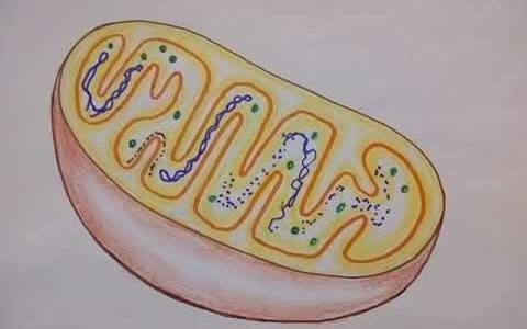 How to draw Mitochondria || Human anatomy drawing for school college students