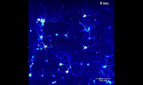 Neuronal network maturation differently affects secretory vesicles and mitochondria transport