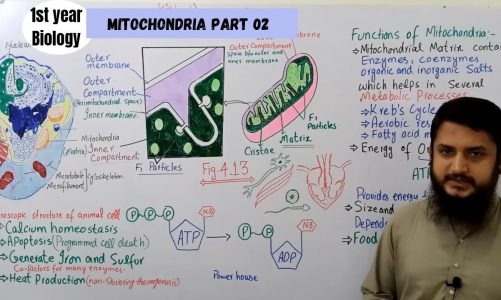 Mitochondria Part 02| Lec#20 | 1st year, 9th biology urdu/hindi lecture/MDCAT lecture |Ch#04