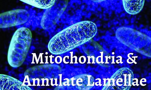 Mitochondria And Annulate lamellae | Cytology | Histology