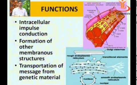 SANDHAN (AGIC): Endoplasmic Reticulum, Ribosome and Mitochondria