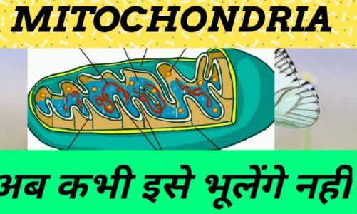 MITOCHONDRIA SPECIAL NOTES FOR PGT BIOLOGY, NEET EXAMINATION AND OTHER BIOLOGY EXAMINATION