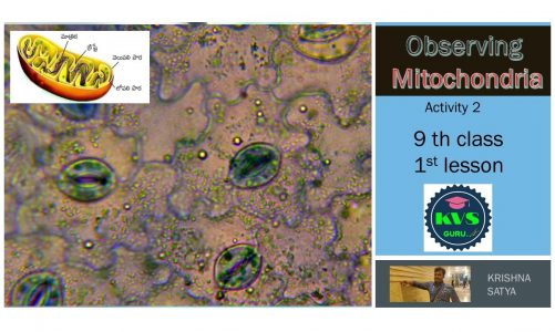 Mitochondria observation.  cell structure part – 4,
