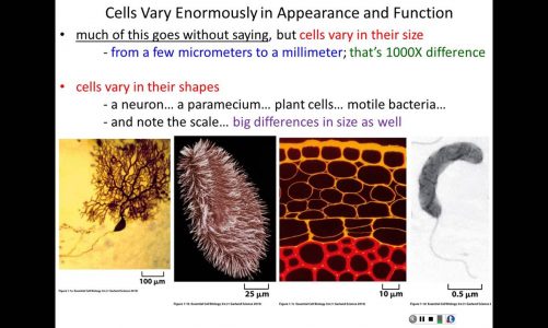 Lecture 10 – Intro to Cells
