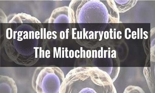Organelles of Eukaryotic Cells- The Mitochondria
