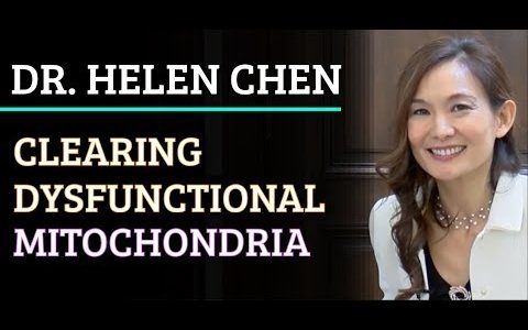 Simulation | IndieBio #459 Dr. Helen Chen – Clearing Dysfunctional Mitochondria