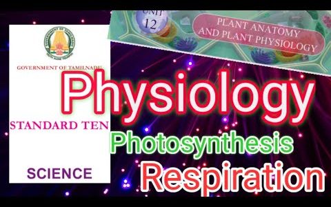 10 Science unit 12  – Plant Physiology – Chloroplast & mitochondria/ Photosynthesis and Respiration