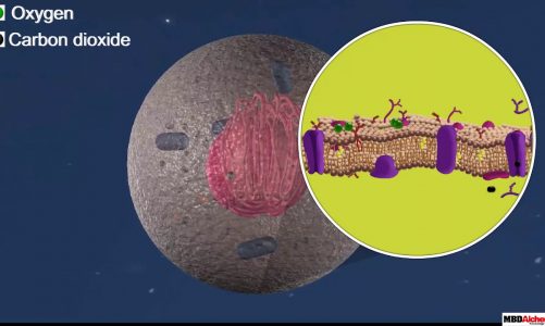 Cell Membrane and Cell Wall
