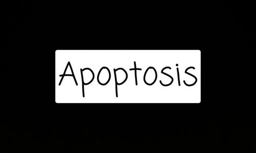 Apoptosis: Mitochondrial role in cell death