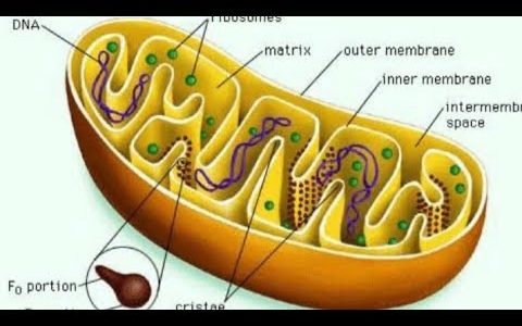 mitochondria / Power house of cell / oxysome/F1  particles